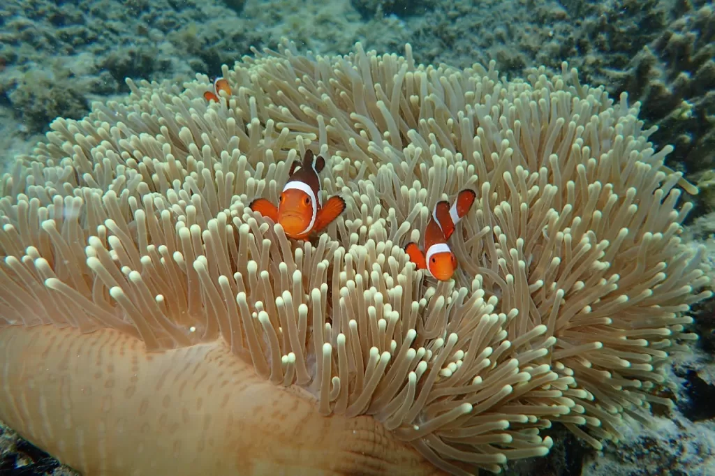 Clownfish swimming in sea anemone in Coron, Philippines.